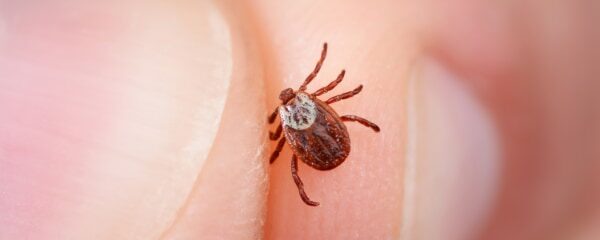 Borrelia – tolkning av serologi