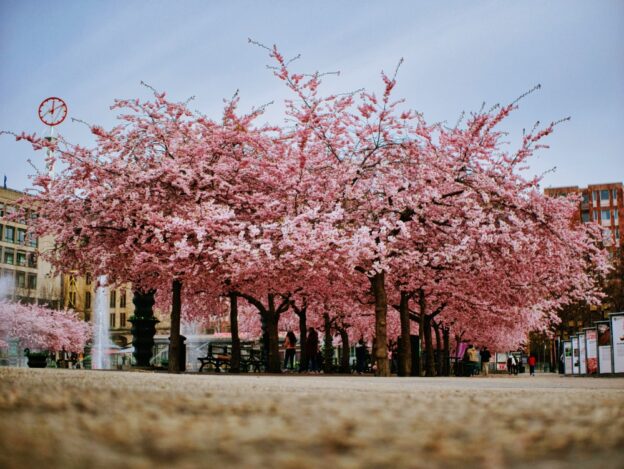 Körsbärsträden blommar i Kungsträdgården